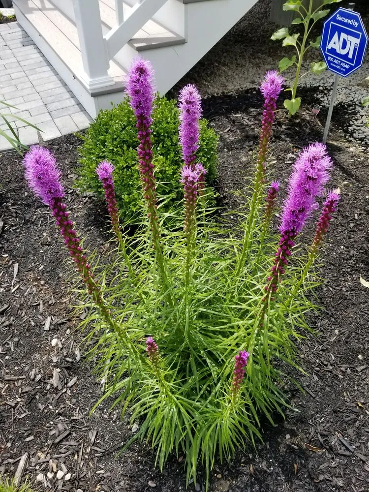 Reliable lawn mowing service with custom design across Nottingham, NH - McGowan Landscape