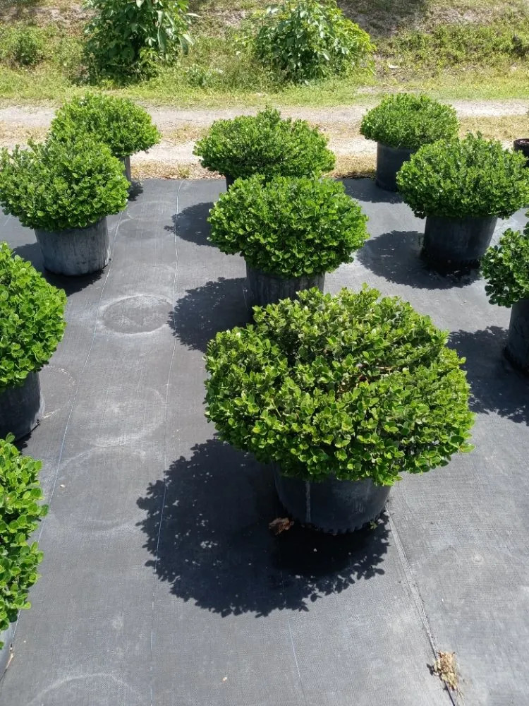 Affordable outdoor landscaping for outdoor upgrades across Coral Springs, FL - McGrade Landscaping