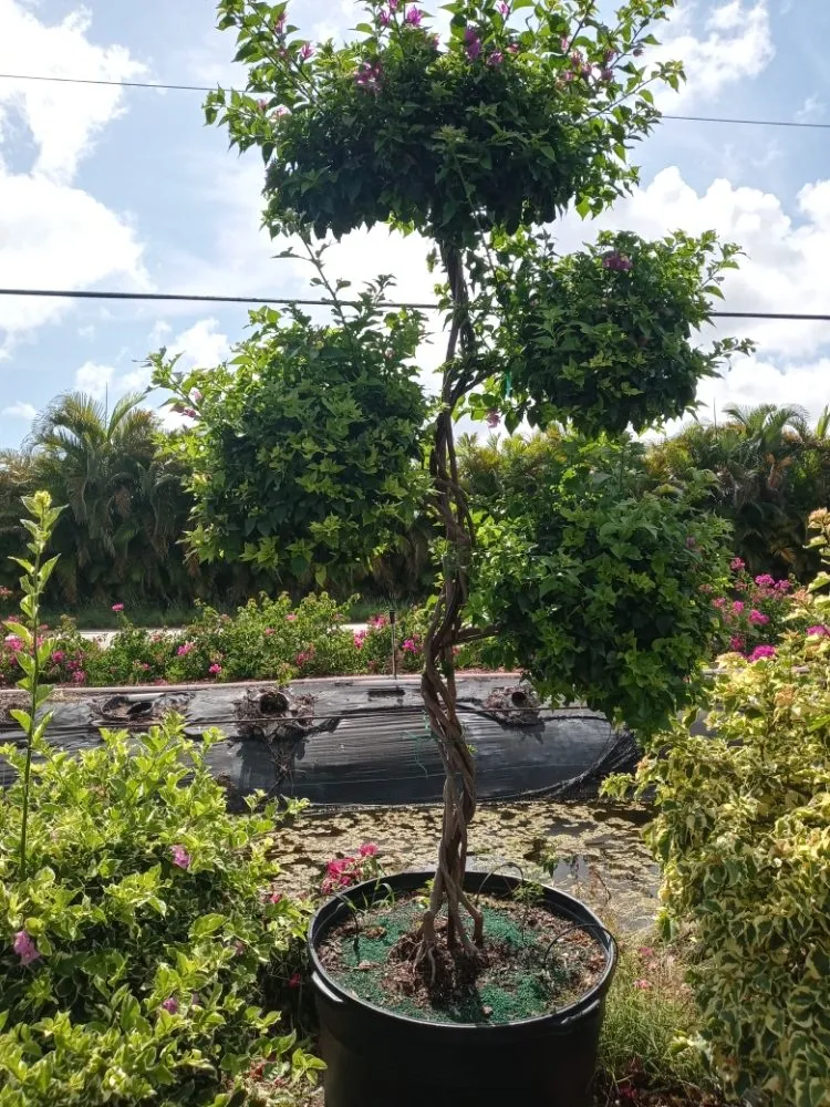 Local residential landscaping in Coral Springs, FL - McGrade Landscaping