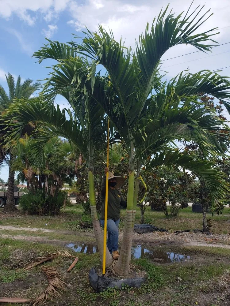 Expert residential landscaping for year-round maintenance across Coral Springs, FL - McGrade Landscaping