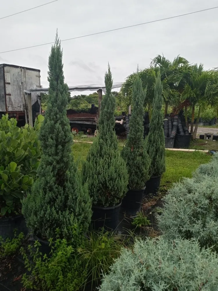 Affordable yard cleanup service experts serving Coral Springs, FL - McGrade Landscaping