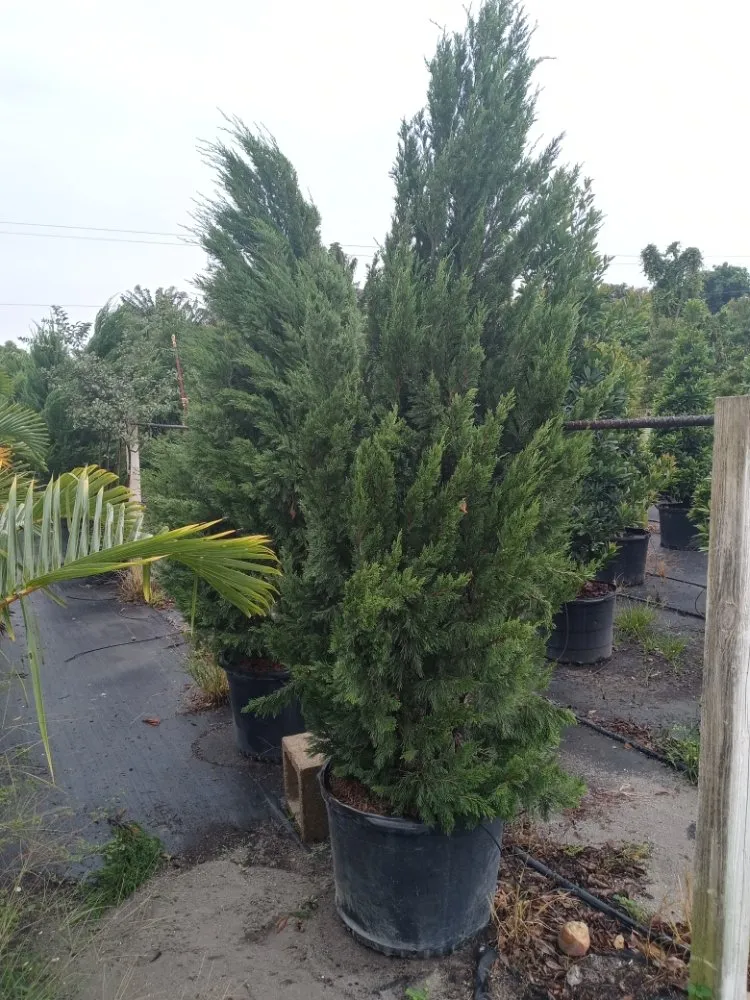 Expert landscaping services experts serving Coral Springs, FL - McGrade Landscaping