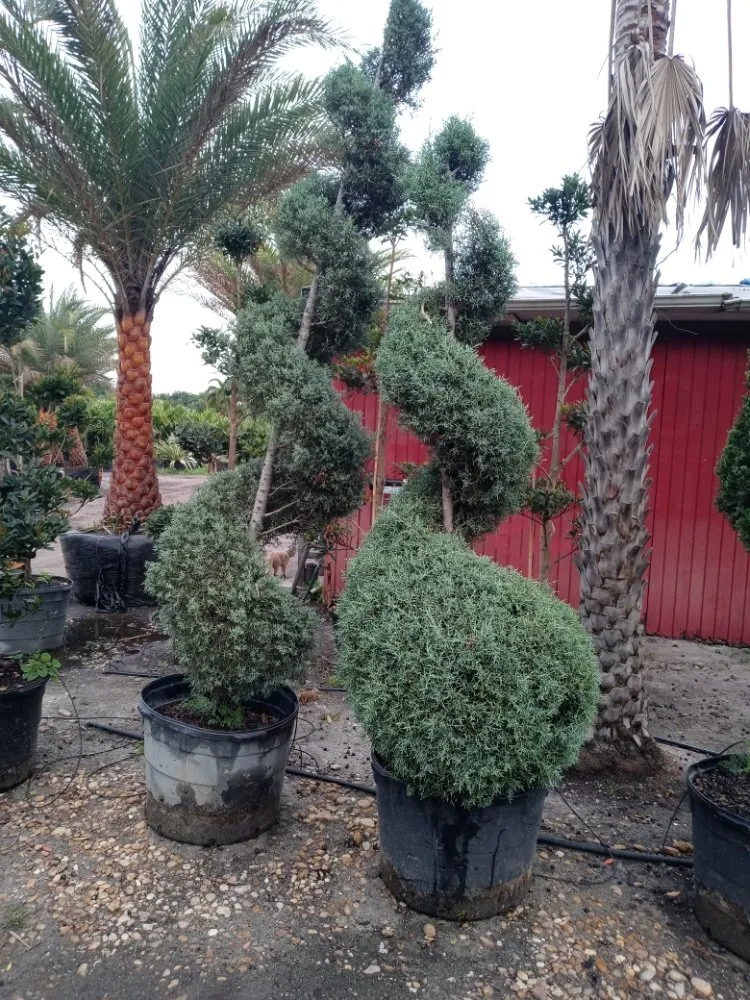 Professional lawn care service in Coral Springs, FL - McGrade Landscaping