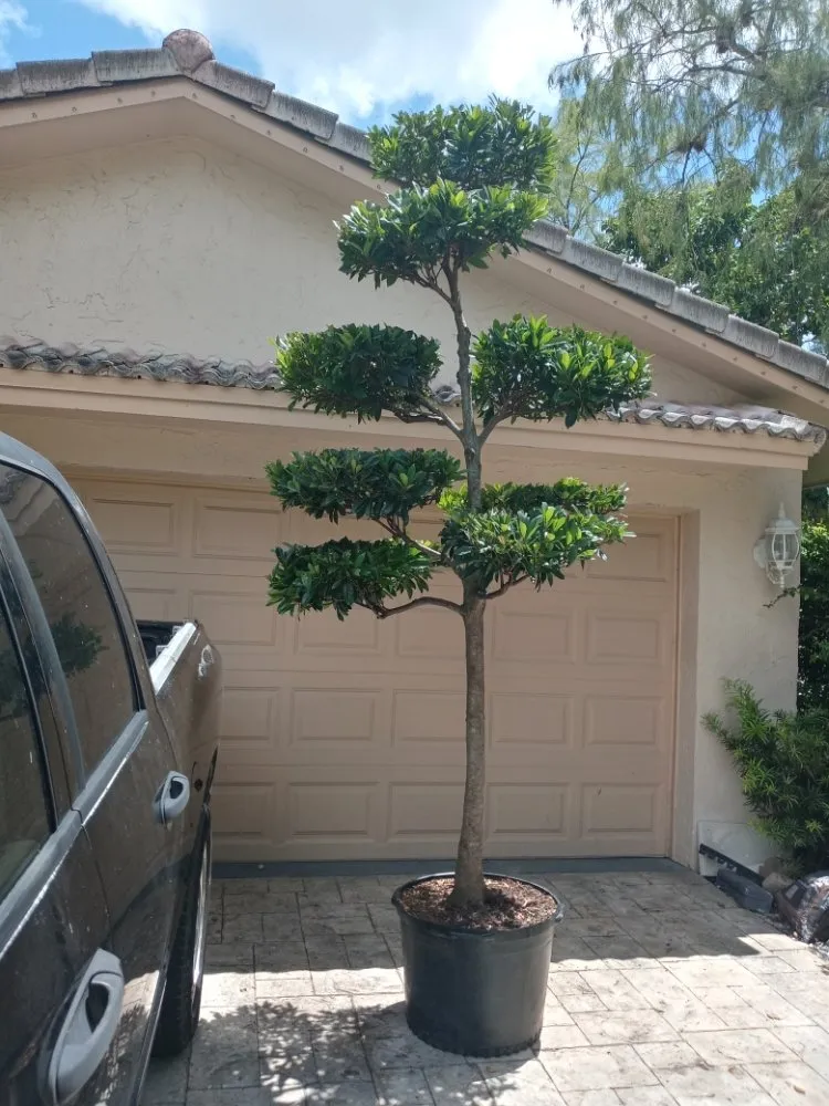 Affordable lawn mowing service for year-round maintenance across Coral Springs, FL - McGrade Landscaping