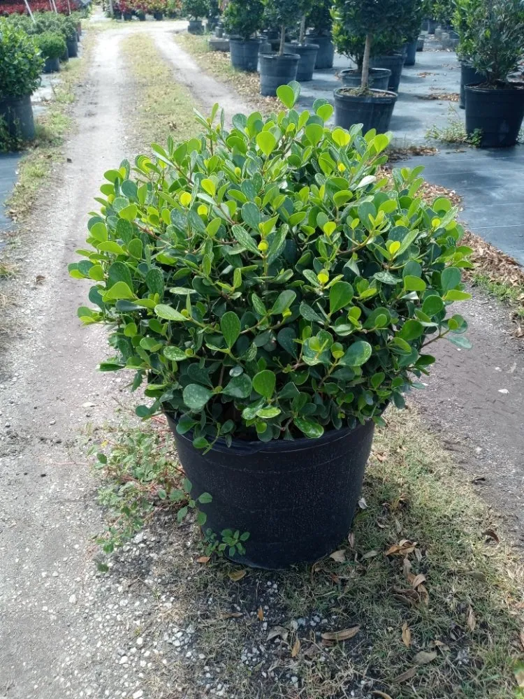 Custom yard cleanup service in Coral Springs, FL by McGrade Landscaping