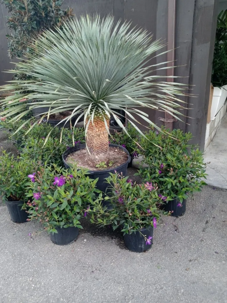 Expert landscape design for year-round maintenance in Coral Springs, FL by McGrade Landscaping