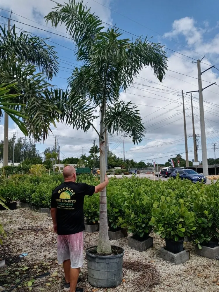 Trusted lawn care service for homes in Coral Springs, FL by McGrade Landscaping