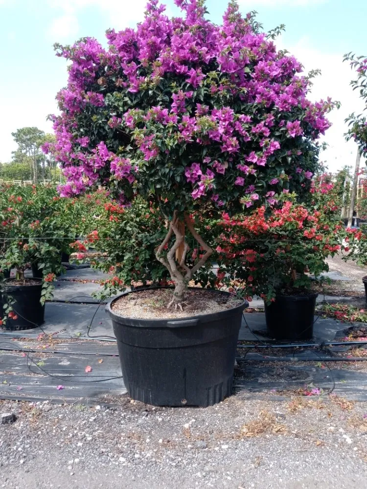 Professional garden landscaping in Coral Springs, FL by McGrade Landscaping