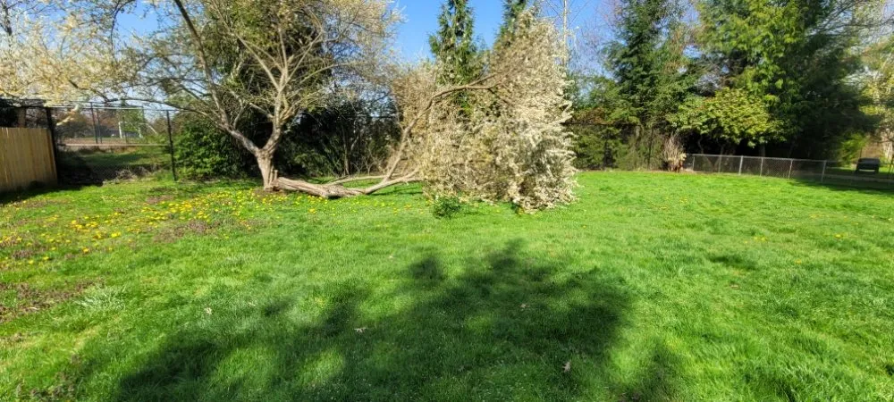 Reliable yard cleanup service in Puyallup, WA - McGraw Land Services