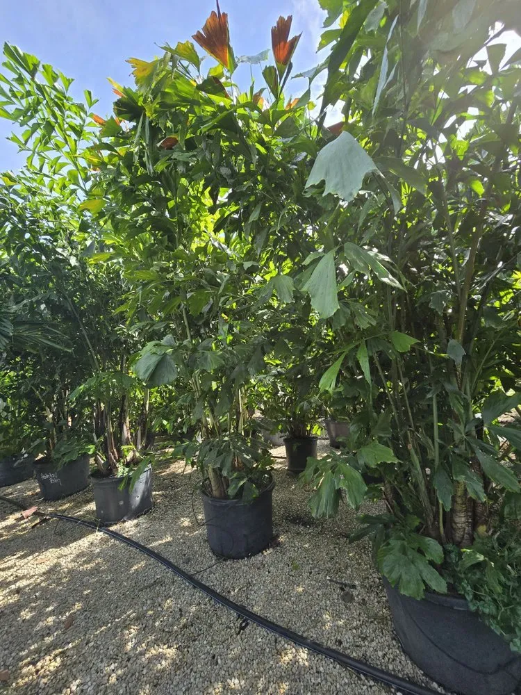 Trusted yard cleanup service in Fort Myers, FL - MCGREGOR GARDEN CENTER