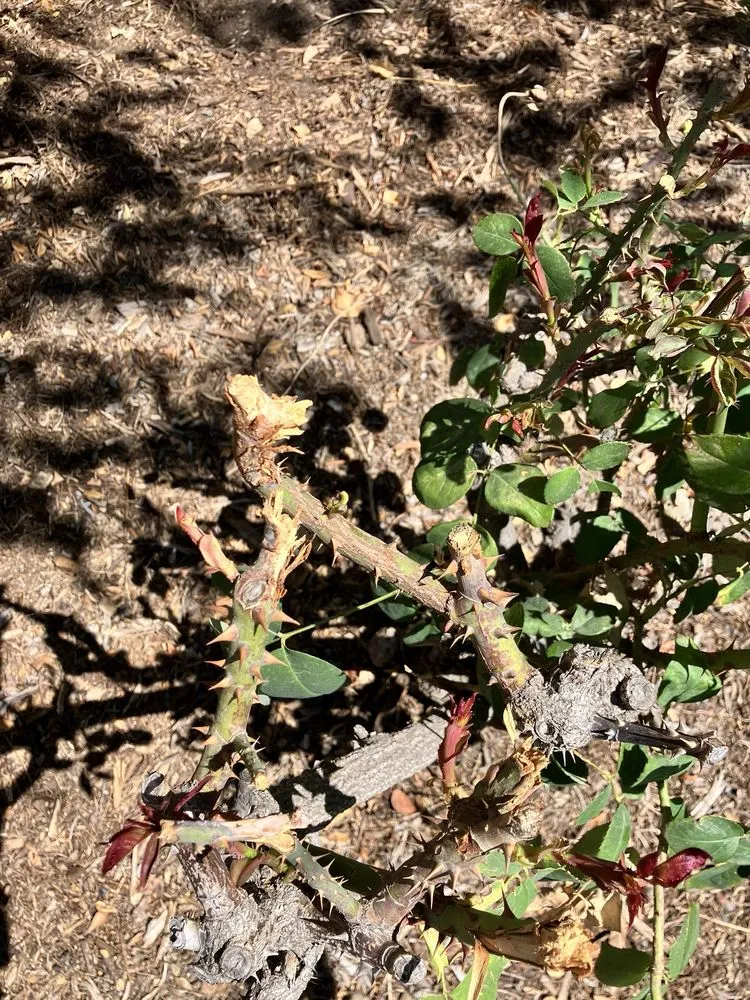 Expert yard maintenance for outdoor upgrades across San Jacinto, CA - McGregor Landscape