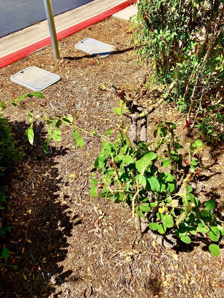 Local garden landscaping in San Jacinto, CA by McGregor Landscape