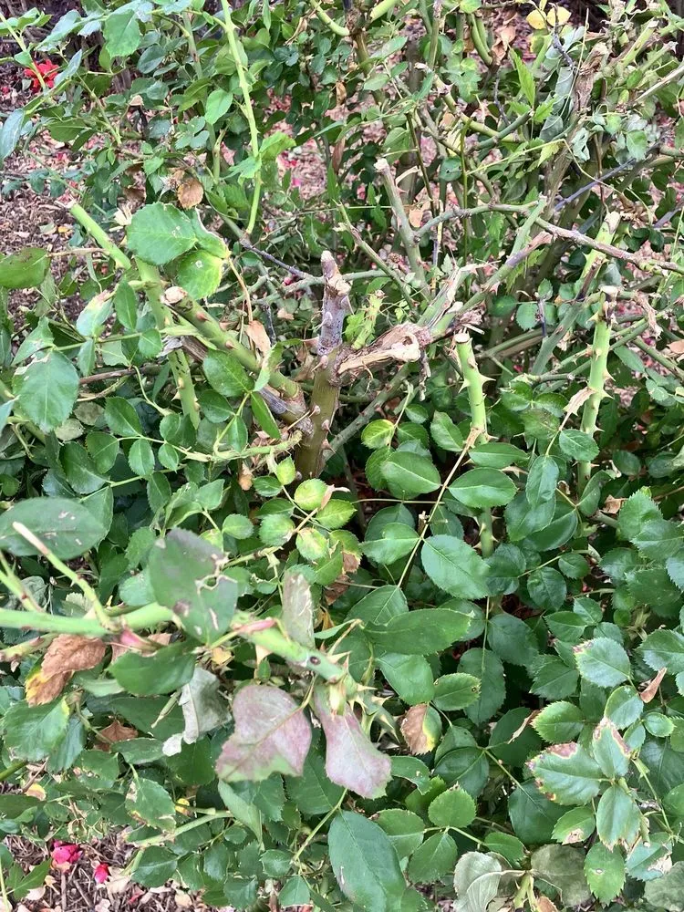 Reliable lawn mowing service with custom design in San Jacinto, CA by McGregor Landscape