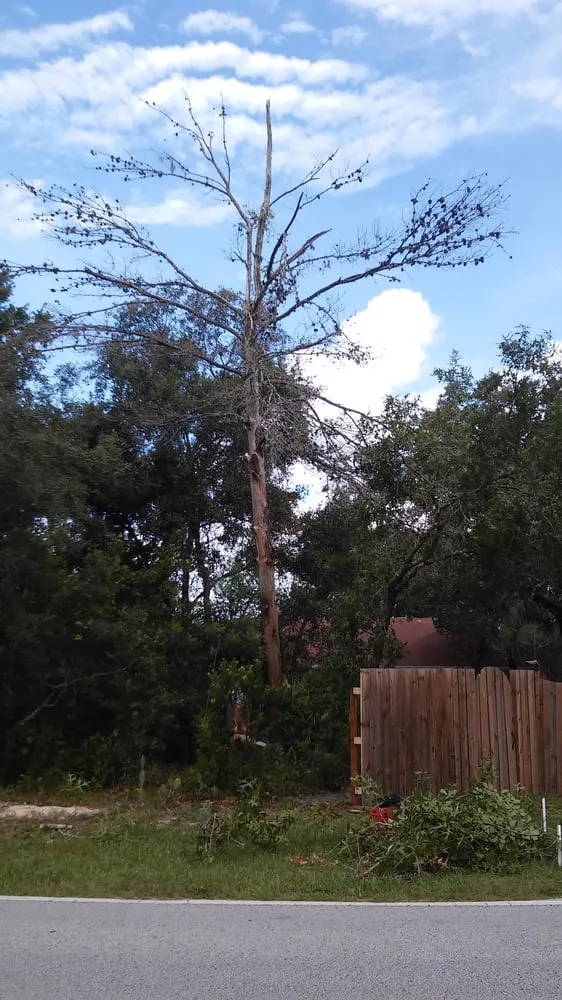 Top-rated yard maintenance for homes across Hudson, FL - McGuire For Hire Tree Care