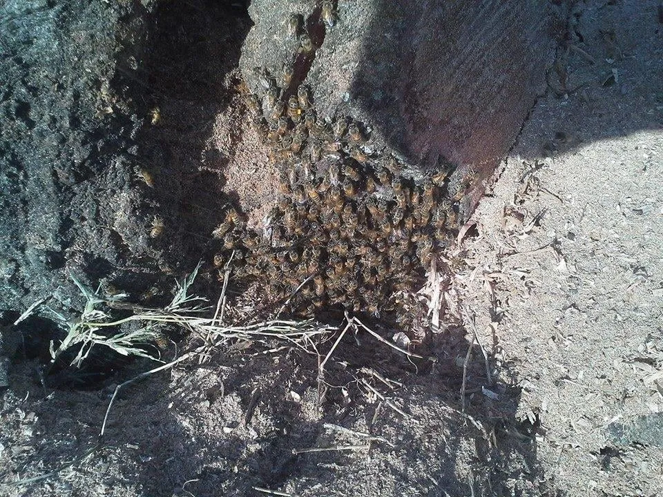 Expert landscaping services experts serving Hudson, FL - McGuire For Hire Tree Care