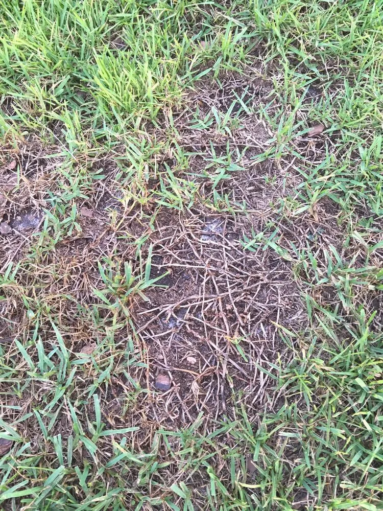 Top-rated residential landscaping near you across Land O Lakes, FL - McGuire's Beautiful Outdoors