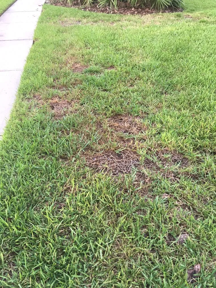 Professional landscape design in Land O Lakes, FL - McGuire's Beautiful Outdoors