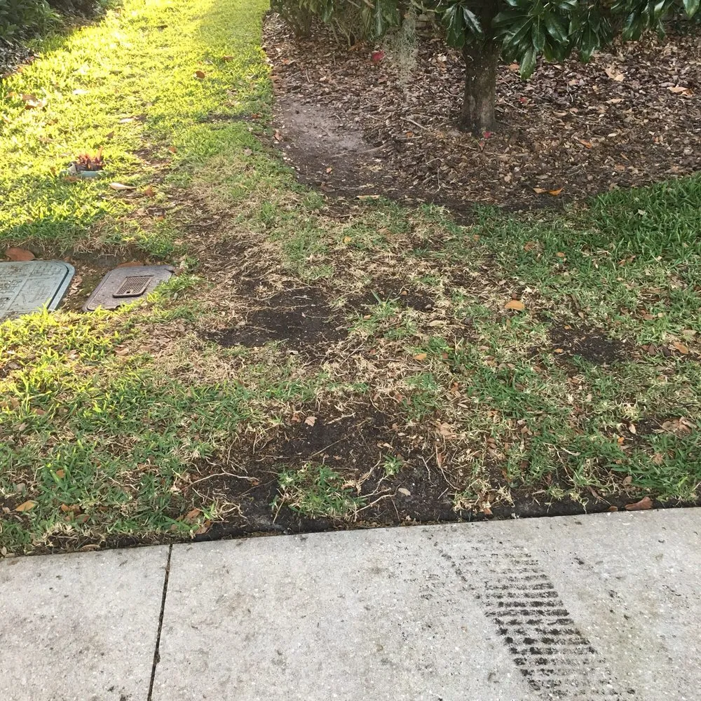 Professional yard cleanup service with custom design in Land O Lakes, FL by McGuire's Beautiful Outdoors