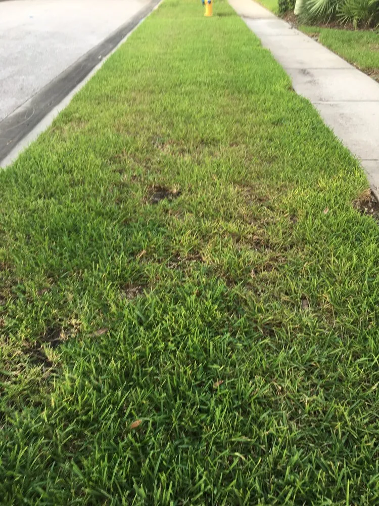 Local yard maintenance in Land O Lakes, FL by McGuire's Beautiful Outdoors