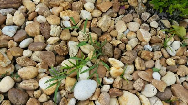 McGuire's Beautiful Outdoors