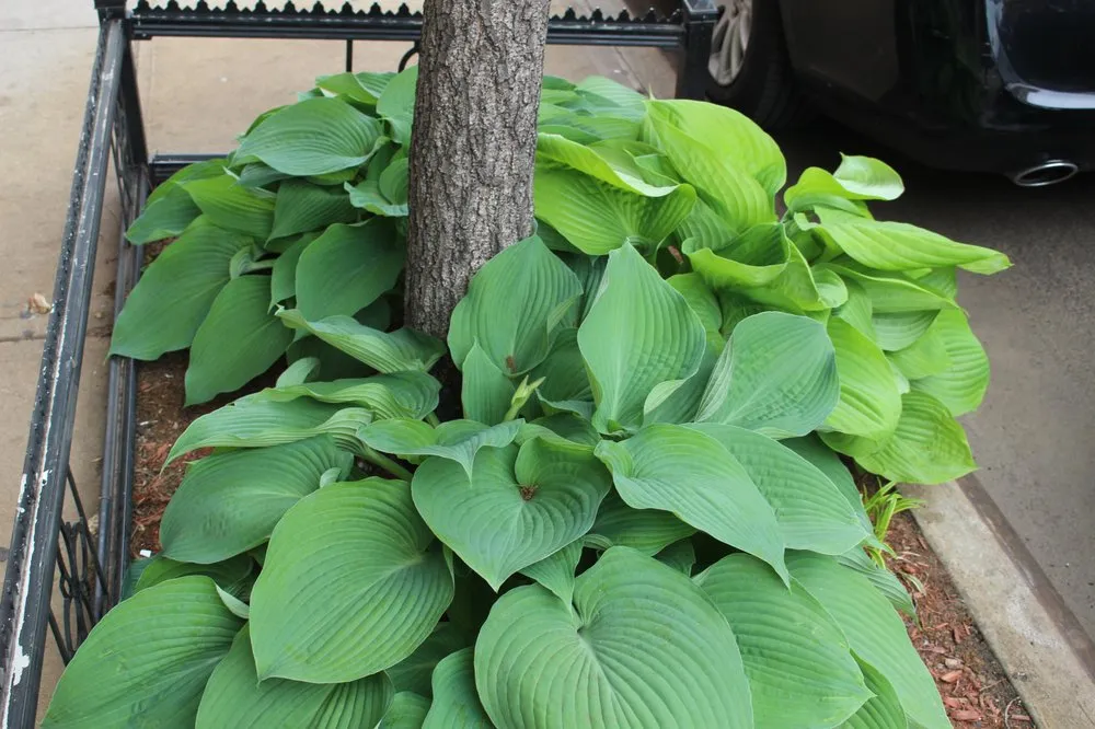 Affordable landscaping services for residential properties in New York, NY by MCH Floral Studio