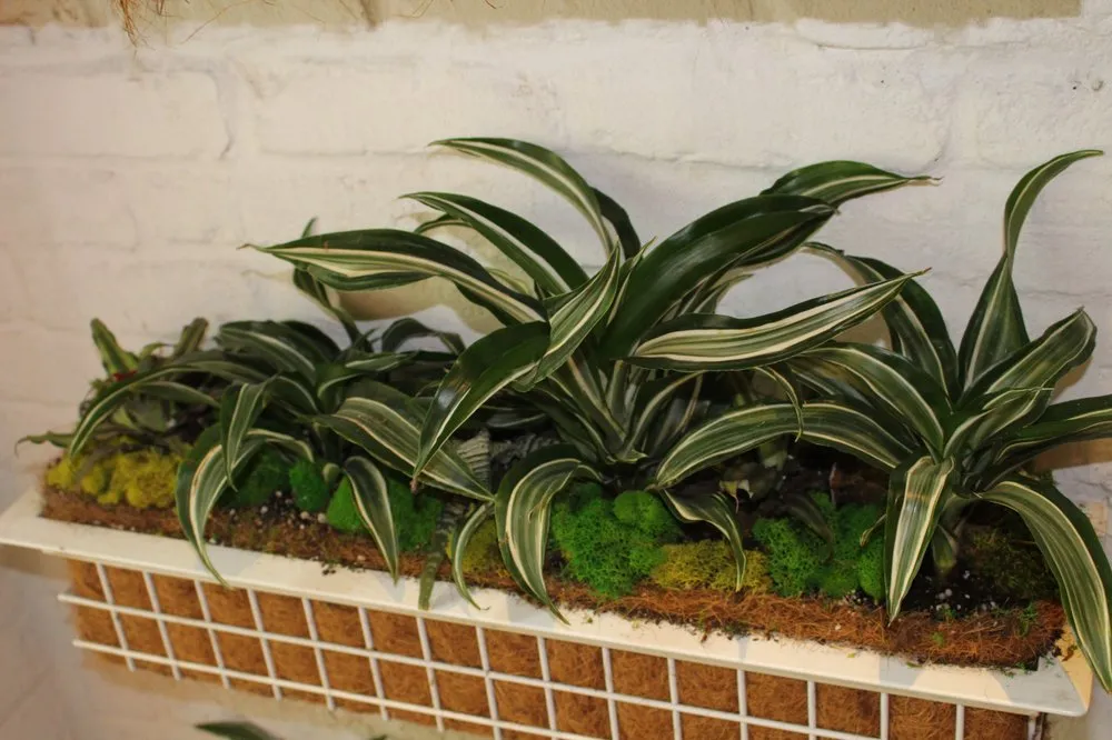 Reliable lawn care service for year-round maintenance in New York, NY by MCH Floral Studio