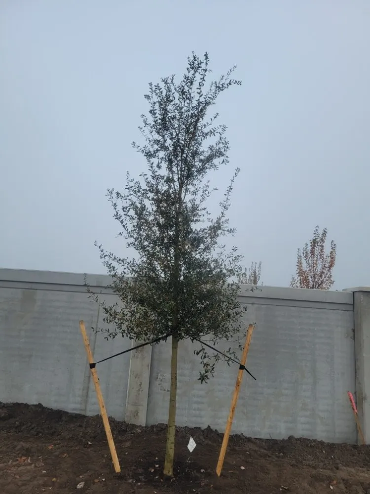 Local landscape installation in Fort Pierce, FL by MCJ Ventures