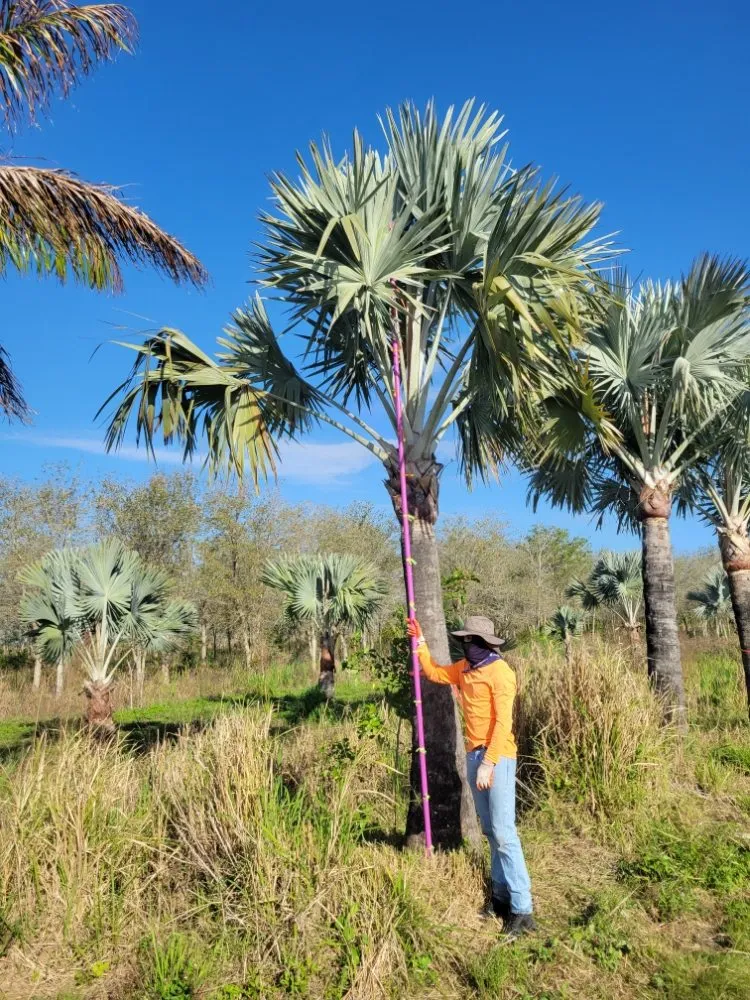 Affordable landscape installation for beautiful yards across Fort Pierce, FL - MCJ Ventures