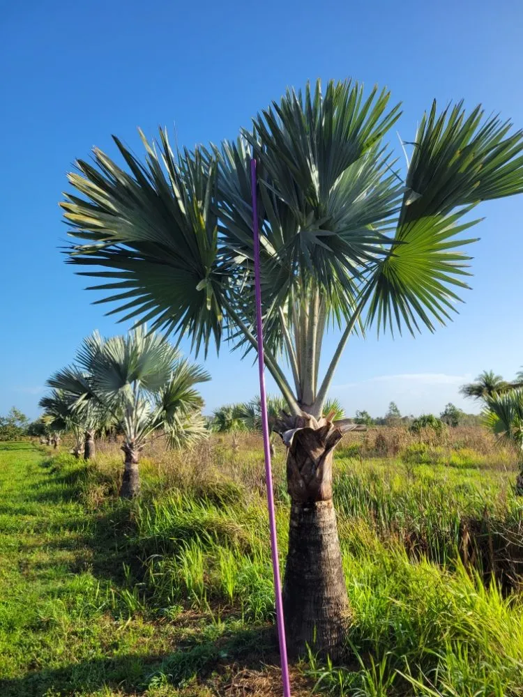 Trusted landscaping services in Fort Pierce, FL by MCJ Ventures