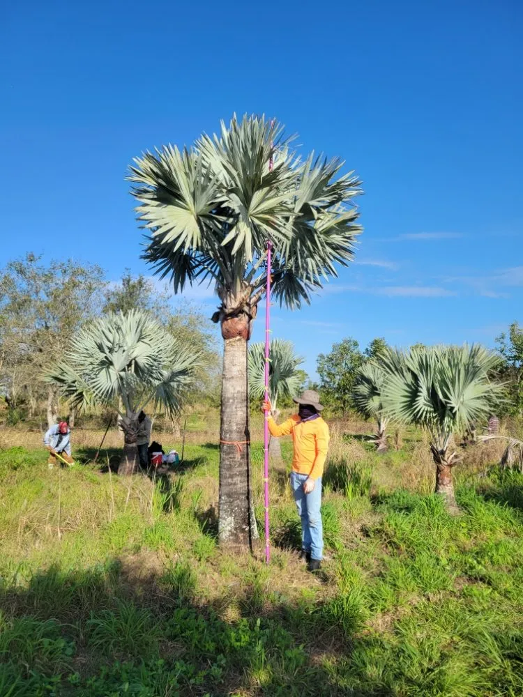 Custom outdoor landscaping in Fort Pierce, FL - MCJ Ventures