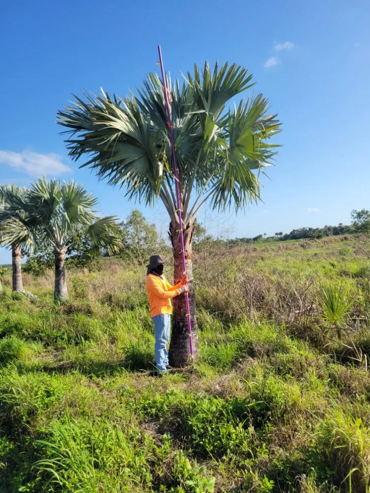 Professional lawn mowing service for beautiful yards in Fort Pierce, FL by MCJ Ventures