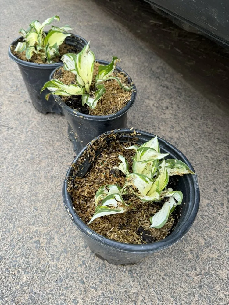 Affordable garden landscaping in Waterloo, WI - McKay Nursery