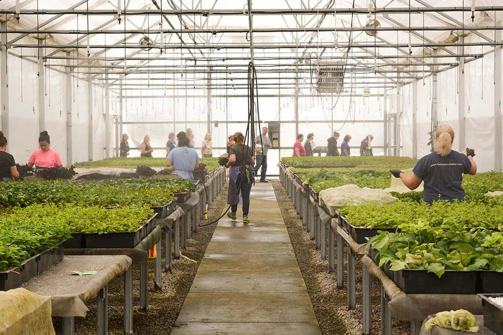 Custom yard cleanup service experts serving Waterloo, WI - McKay Nursery