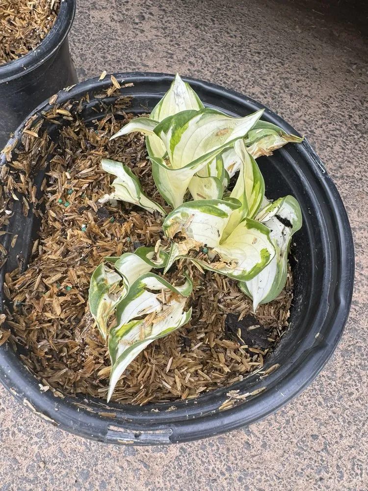 Local yard cleanup service for year-round maintenance in Waterloo, WI by McKay Nursery