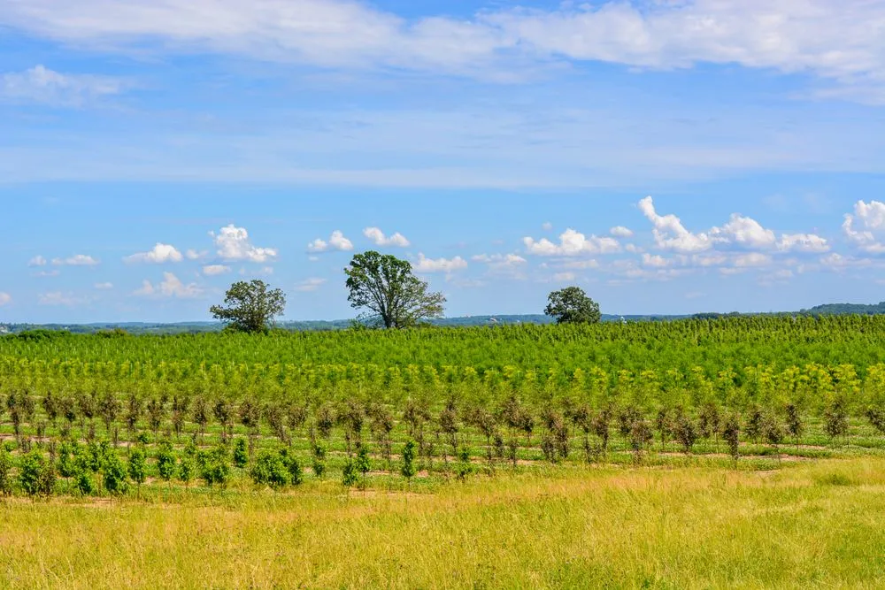 Professional landscape design in Waterloo, WI by McKay Nursery