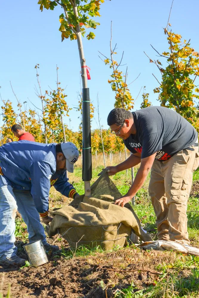 Reliable landscaping services in Waterloo, WI by McKay Nursery