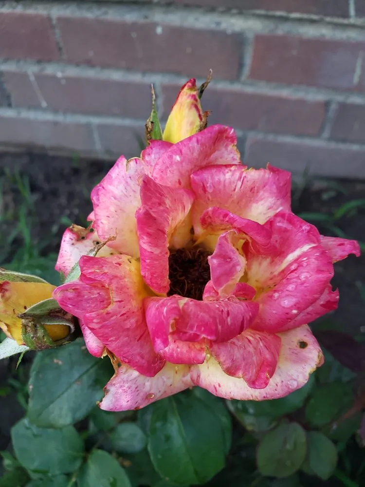 Professional landscaping services in North Olmsted, OH by McKenna & daughters lawn and home maintenance