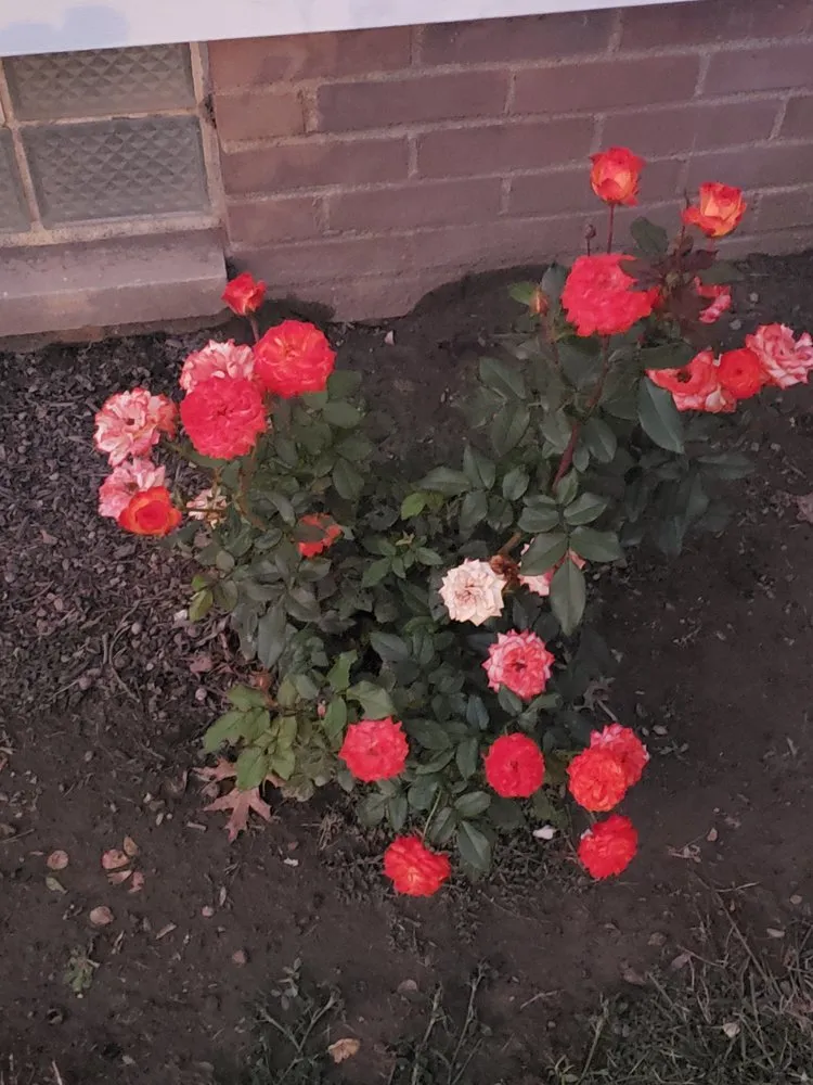 Affordable residential landscaping experts serving North Olmsted, OH - McKenna & daughters lawn and home maintenance