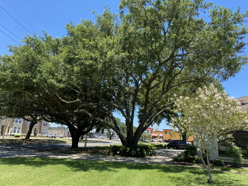 Top-rated landscape installation for residential properties in Kenner, LA by Mckenzie Enterprises