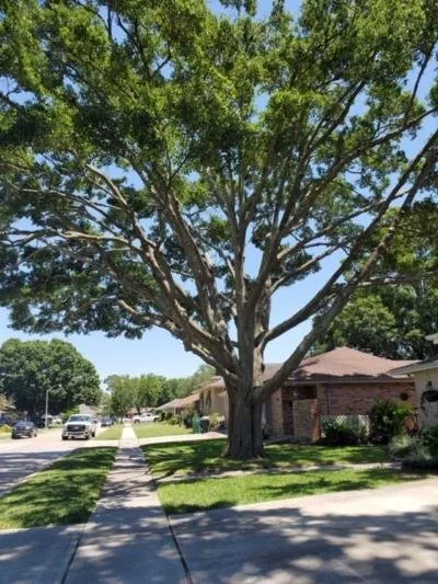 Local yard maintenance for beautiful yards across Kenner, LA - Mckenzie Enterprises