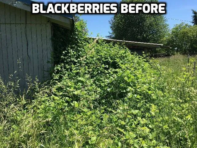 Custom residential landscaping experts serving Wilsonville, OR - McKenzie's Landscape