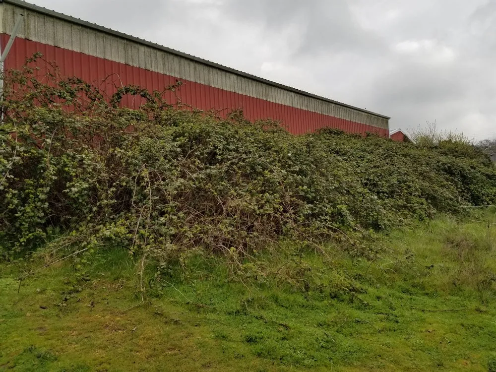 Reliable yard maintenance in Wilsonville, OR by McKenzie's Landscape