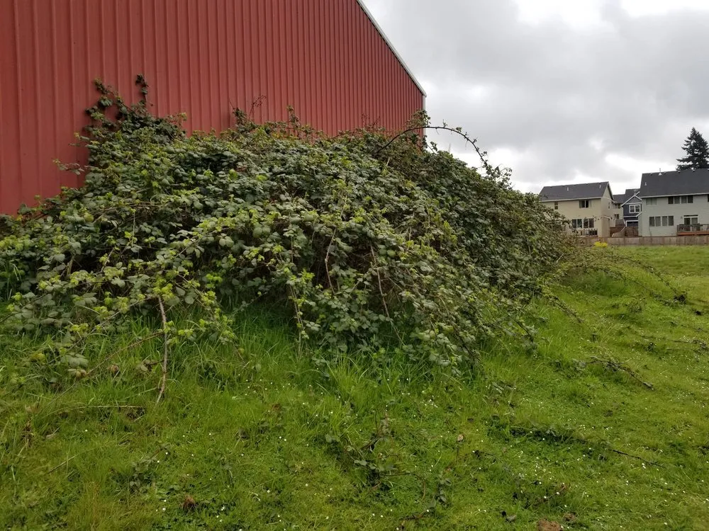 Affordable lawn care service for outdoor upgrades across Wilsonville, OR - McKenzie's Landscape