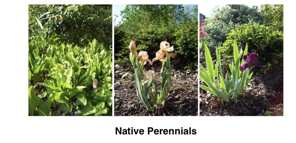 Top-rated yard cleanup service in Bonner Springs, KS - McKibben Landscaping