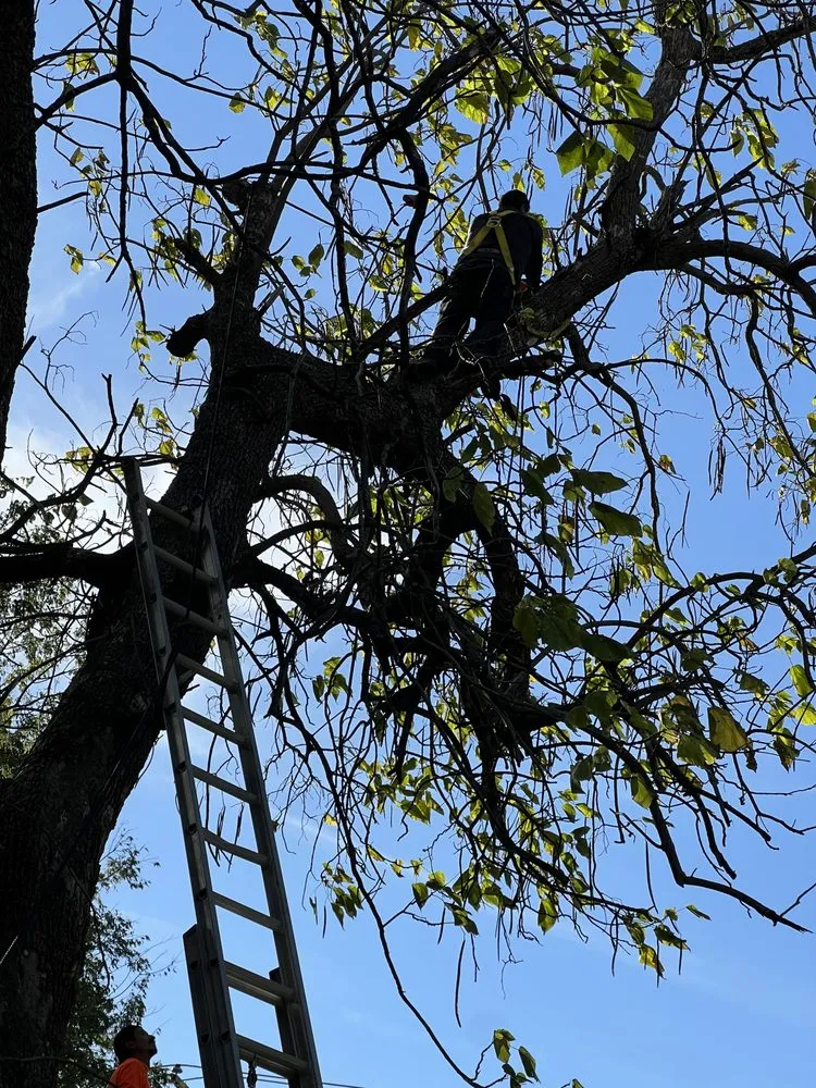 Reliable lawn mowing service for residential properties across McKinney, TX - Mckinney landscaping & Tree service