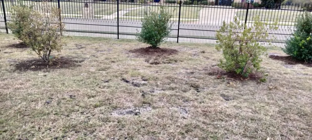 Professional yard maintenance in Plano, TX by Mcklary's Landscaping
