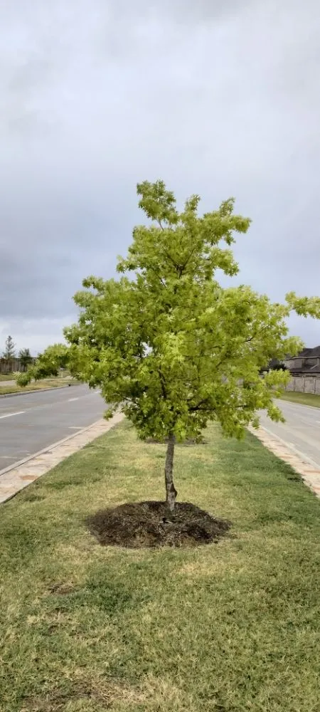 Reliable yard cleanup service for beautiful yards across Plano, TX - Mcklary's Landscaping