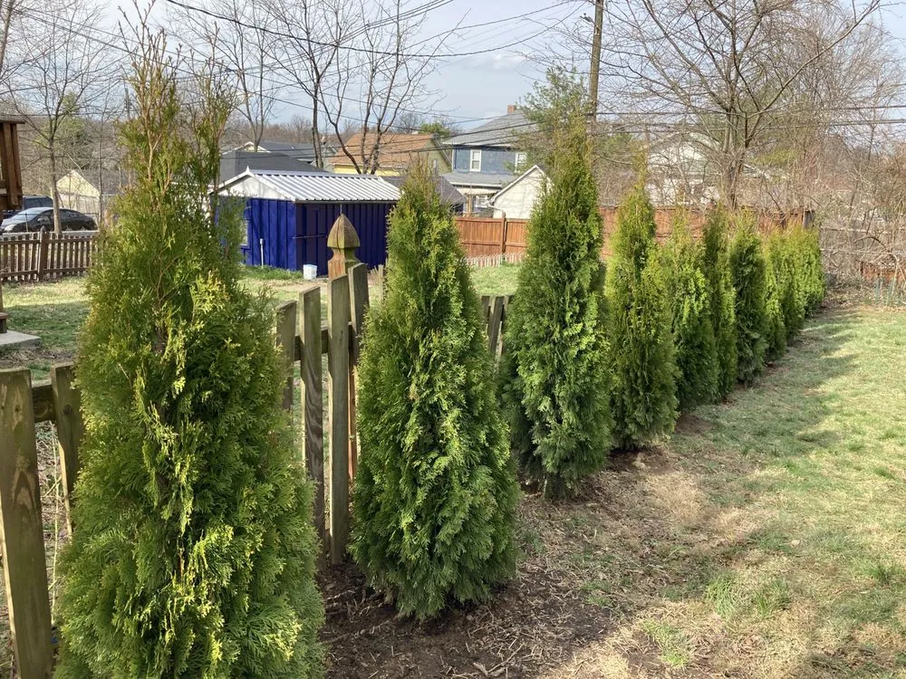 Affordable yard cleanup service for residential properties in Parkville, MD by McLane Services