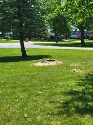 McLay Tree Trimmers and lawn care