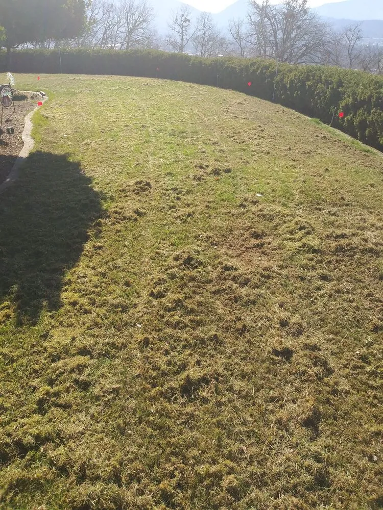 Expert yard cleanup service in Grants Pass, OR by McLean's Core Services